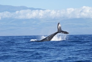 Whale Tale Maui